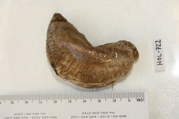 Media type: image;   Invertebrate Zoology HOL-722 Description: Preserved specimen.;